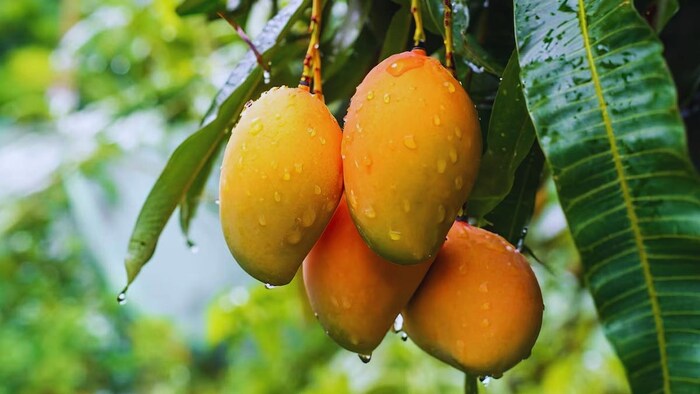 आम से छिना ताज