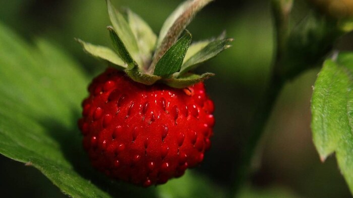 strawberry consumption India