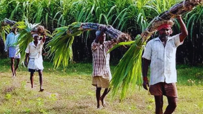 एकमुश्त मिलेगा गन्ने का पैसा