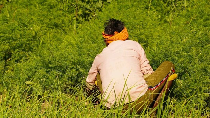 crop insurance maharashtra