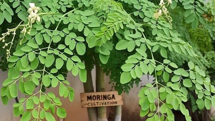 Moringa Cultivation