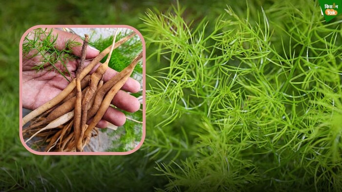 shatavari crop farming