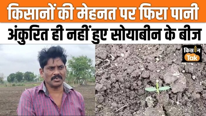 सोयाबीन की बीज