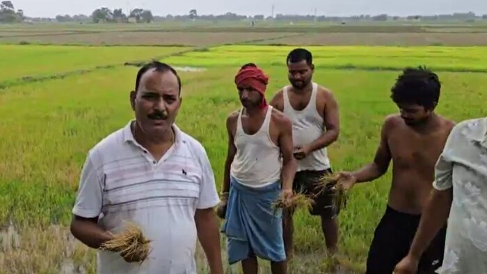 chemical attack on paddy