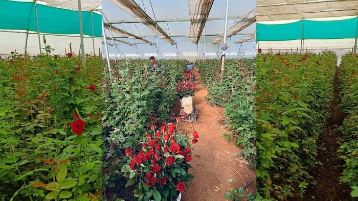 rose farming
