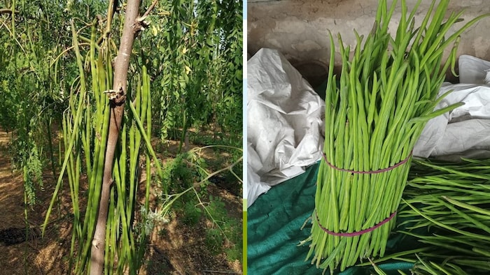 उत्तर प्रदेश में शुरू हुआ मिशन सहजन