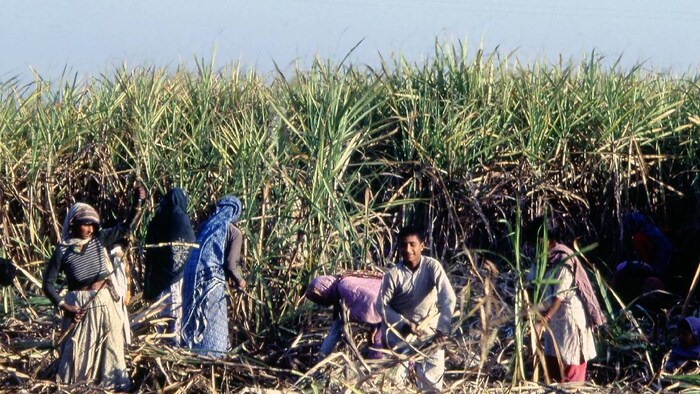 sugarcane farming