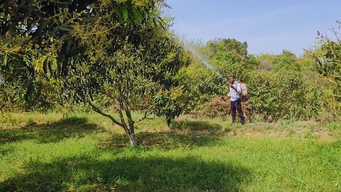 पेस्टिसाइड छिड़काव के लिए सब्सिडी