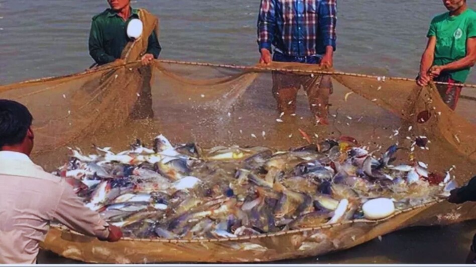 Fish Farming: देसी मछलियों से कमाएं मोटा मुनाफा, सरकार भी दे रही 60 फीसद तक सब्सिडी Fish Farming: देसी मछलियों से कमाएं मोटा मुनाफा, सरकार भी दे रही 60 फीसद तक सब्सिडी