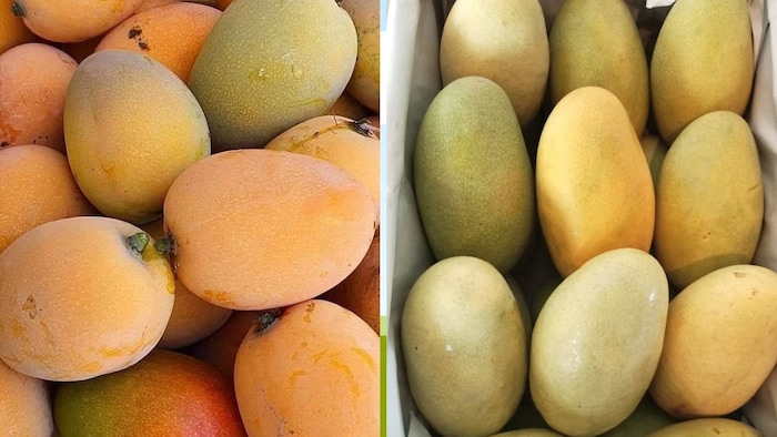 यूपी के आम को मिलेगी ग्लोबल पहचान