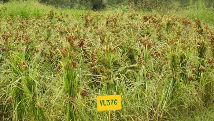 रागी की खेती