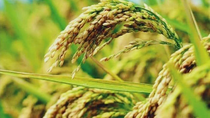 धान की मंसूरी किस्म