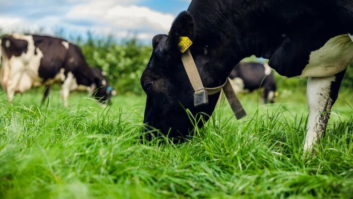 पशुओं को गलती से भी न खिलाएं ये घास