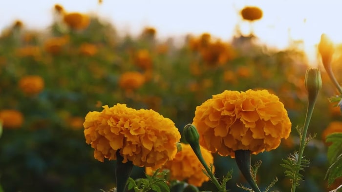 गेंदे की खेती पर मिलेगी सब्सिडी