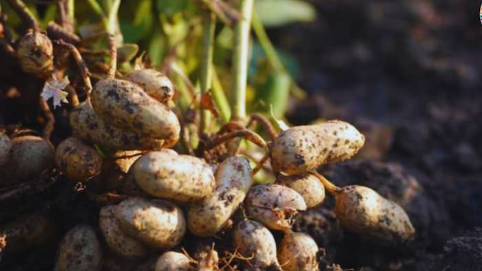 मूंगफली की खेती