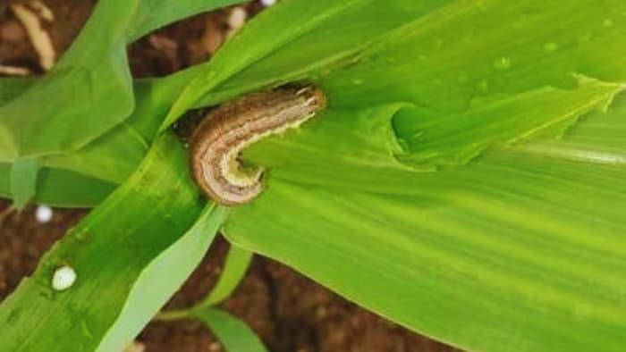 मक्का की फसल पर कीट का खतरा