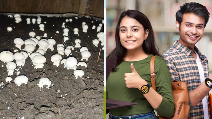 भारत में अब मशरूम की डिमांड तेजी से बढ़ रही है.