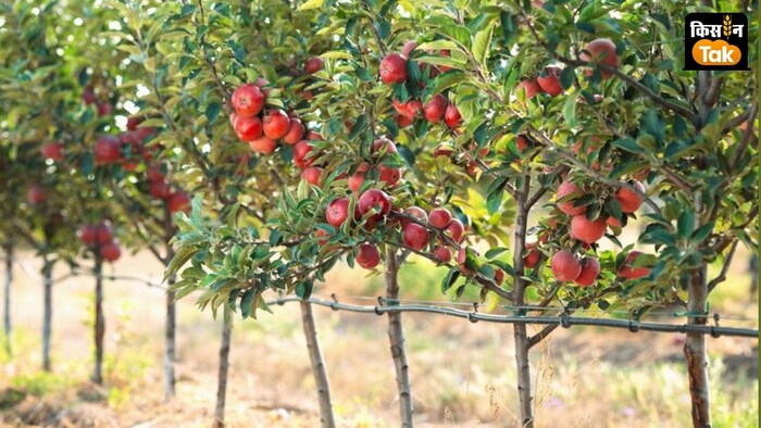 IDHTPL की अल्ट्रा हाई डेंसिटी प्लांटेशन तकनीक और सुझावों से किसान ज्यादा से उपज पा रहे हैं.