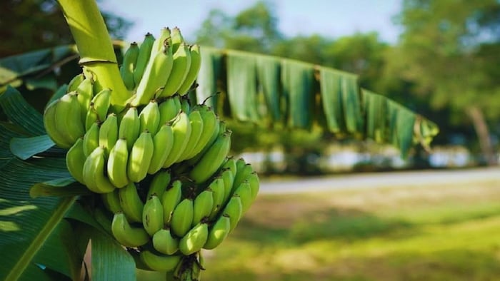 केले की खेती पर सब्सिडी