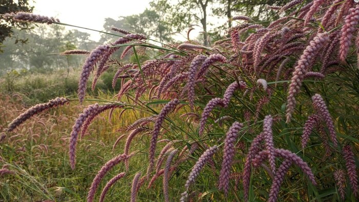 दीनानाथ घास