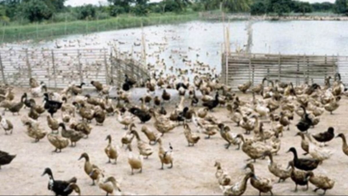 Duck with fish farming