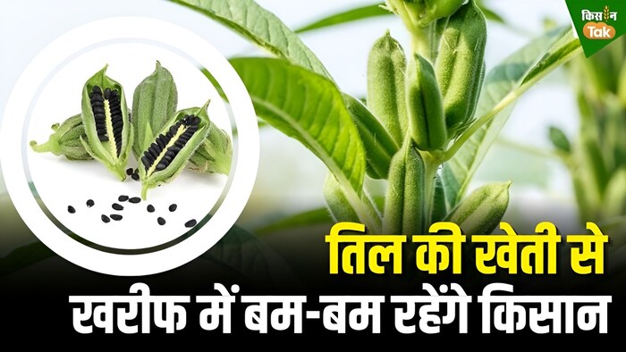 तिल की खेती से कमाई