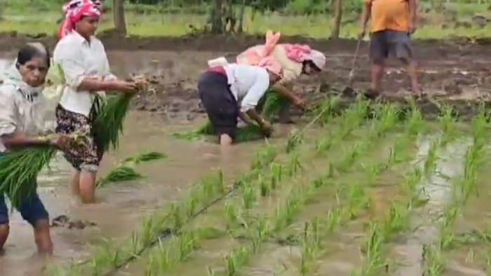 rice farming in Pune