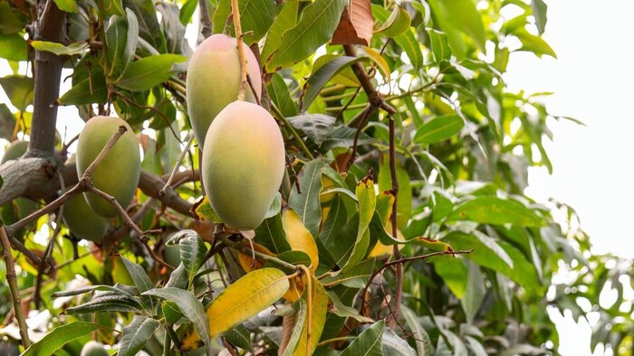 Chittoorr Mango Crisis