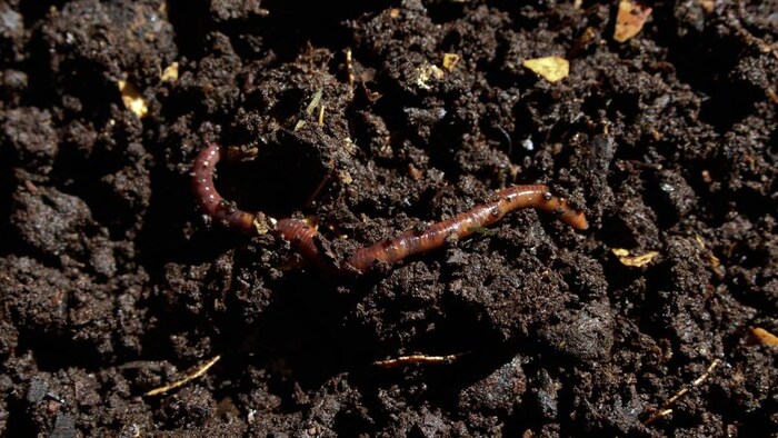 Vermi Compost Profit