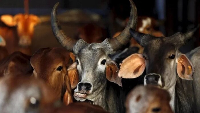 मवेशियों की मौत पर सब्सिडी