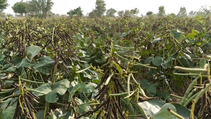 उड़द की खेती