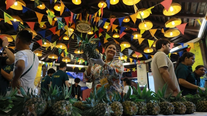 Meghalaya Kew Pineapple