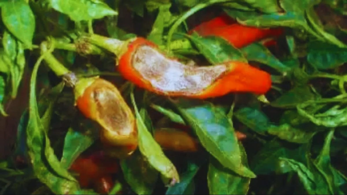मिर्च पर कीट का खतरा