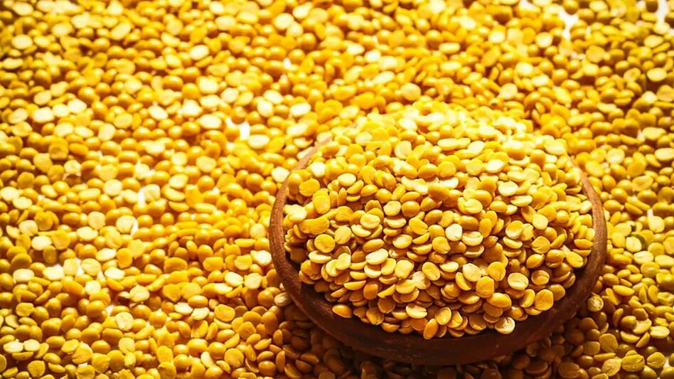 नई अरहर प्रजाति से बदलेगी किसानों की तकदीर, 125 दिन में तैयार; उत्पादन 2.5 टन प्रति हेक्टेयर नई अरहर प्रजाति से बदलेगी किसानों की तकदीर, 125 दिन में तैयार; उत्पादन 2.5 टन प्रति हेक्टेयर