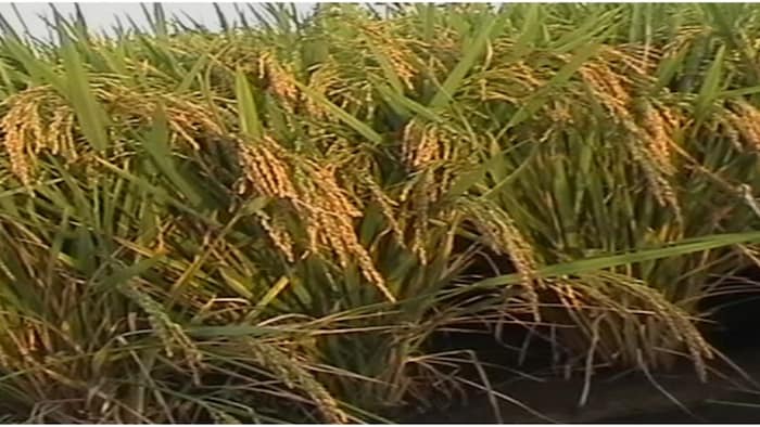 मॉनसून में कम बारिश से धान के किसान परेशान