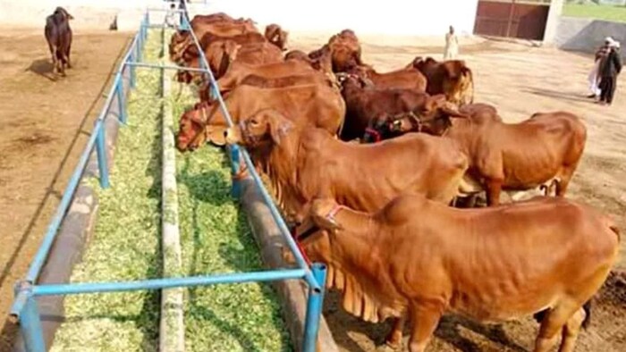 पशुओं को खिलाएं हरा चारा