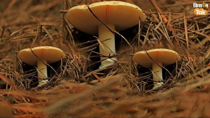 भारत के 5 खास मशरूम