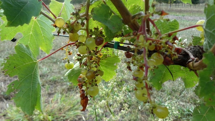 अंगूर के बागों को नुकसान