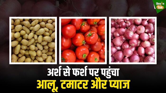 आलू, प्याज और टमाटर की आशाएं धराशाई