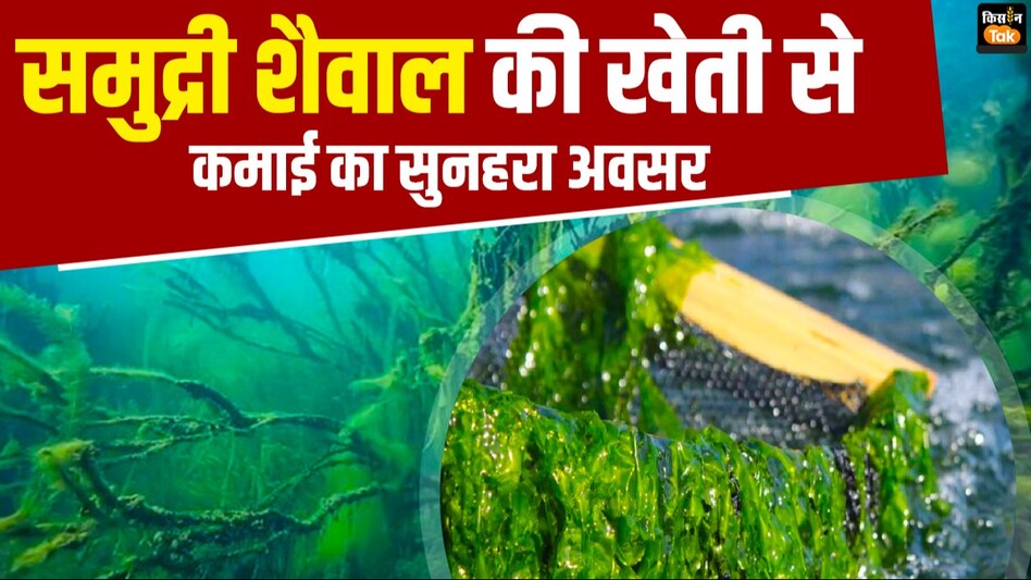 दुनिया में बढ़ती डिमांड, सी-वीड की खेती भारत के लिए आय का नया द्वार! दुनिया में बढ़ती डिमांड, सी-वीड की खेती भारत के लिए आय का नया द्वार!