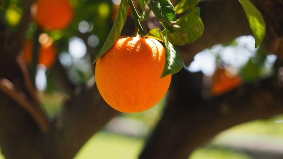 Orange Farming: इंडो-इजरायल टेक्नोलॉजी से कैसे बढ़ा महाराष्ट्र में संतरे का उत्पादन  Orange Farming: इंडो-इजरायल टेक्नोलॉजी से कैसे बढ़ा महाराष्ट्र में संतरे का उत्पादन