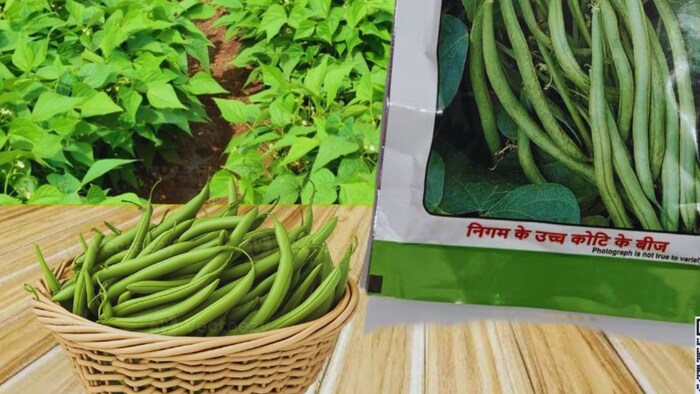 फ्रेंच बीन्स की खेती