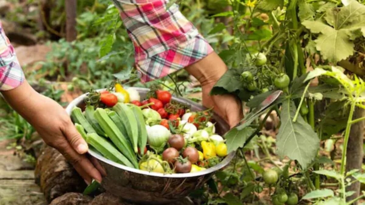 सब्जियों की खेती