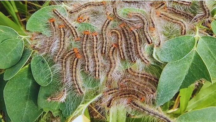 सहजन पर लगने वाला कीट