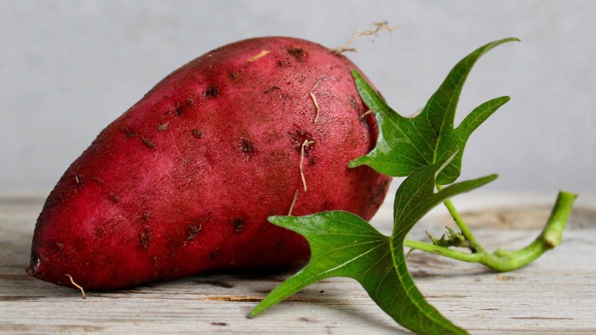 sweet potato farming