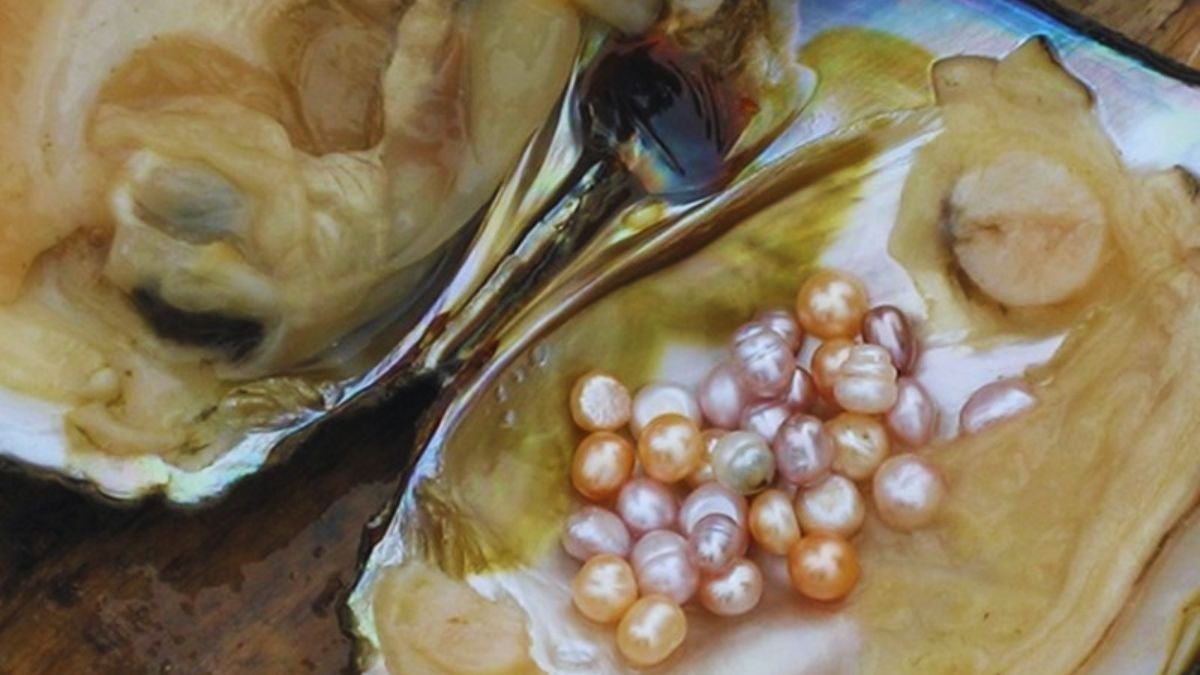 मोती की खेती