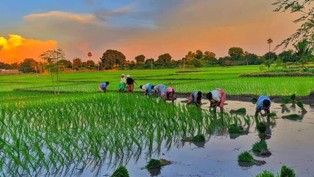 Apart from paddy, earn bumper profits from these crops