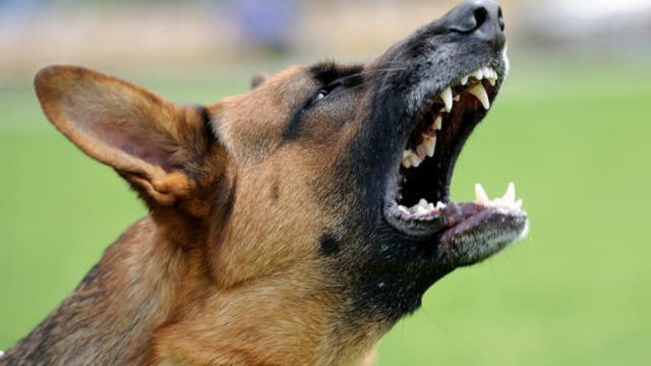 Dog Food: सड़क पर आवारा घूमने वाले कुत्तों को अब हर रोज मिल रही बिरयानी, जानें वजह Dog Food: सड़क पर आवारा घूमने वाले कुत्तों को अब हर रोज मिल रही बिरयानी, जानें वजह