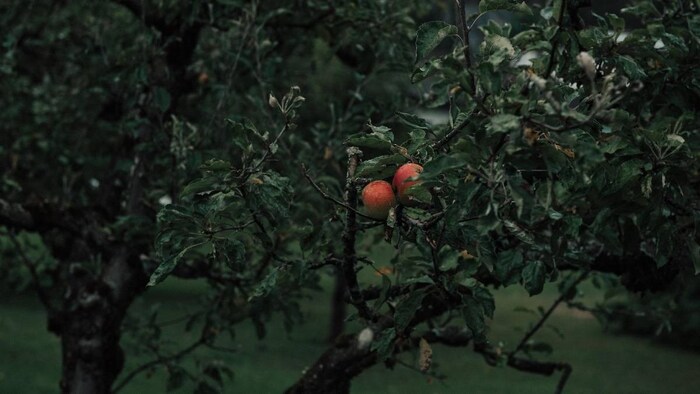 apple Farmers Kashmir