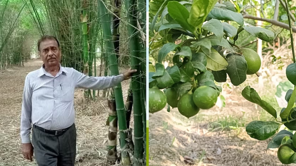 वर्मा जी का बाग देख बड़े-बड़े वैज्ञानिक भी दंग! पढ़ें लखीमपुर खीरी के किसान की इनसाइड स्टोरी वर्मा जी का बाग देख बड़े-बड़े वैज्ञानिक भी दंग! पढ़ें लखीमपुर खीरी के किसान की इनसाइड स्टोरी